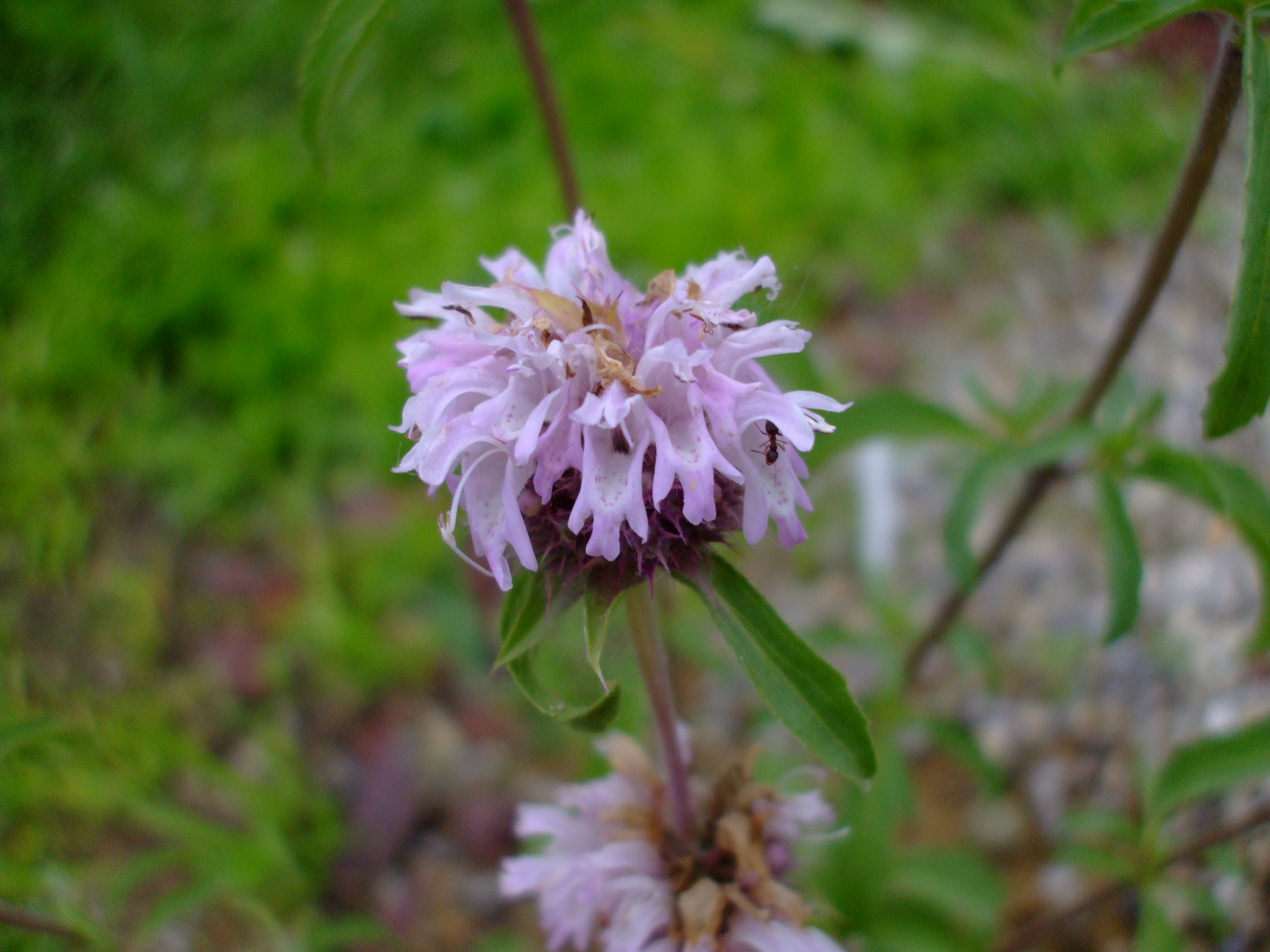 Monarda pectinata